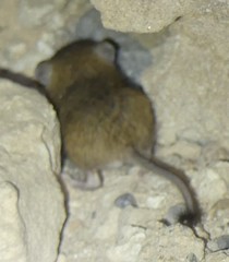 Gerbillus dasyurus