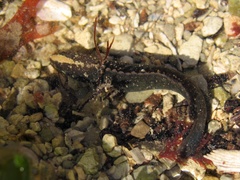 Acanthoclinus fuscus