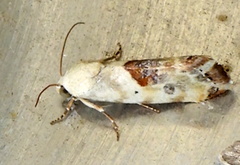 Ponometia libedis