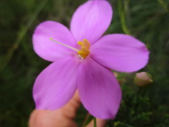 Chironia melampyrifolia