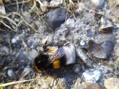Bombus terrestris