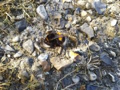 Bombus terrestris