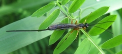 Rhyssella nitida