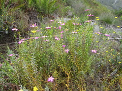 Chironia melampyrifolia
