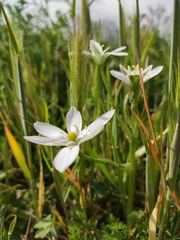 Angiospermae