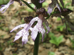 Orchis purpurea