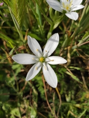 Angiospermae