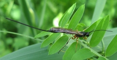 Rhyssella nitida