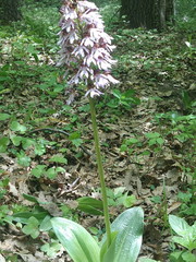 Orchis purpurea