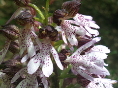 Orchis purpurea