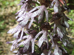Orchis purpurea