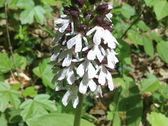 Orchis purpurea