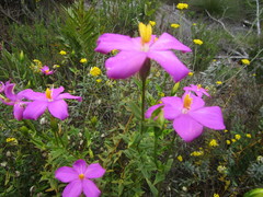 Chironia melampyrifolia