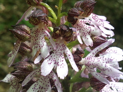 Orchis purpurea