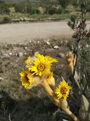 Espeletia congestiflora