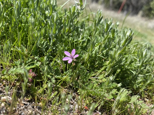iNaturalist observation photo of Redstem Stork's-bill