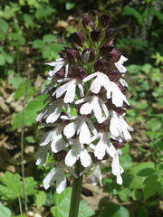 Orchis purpurea