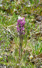 Pedicularis rostratospicata