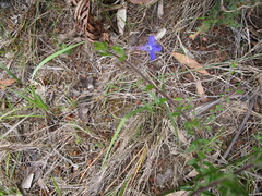 Lobelia neglecta