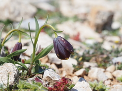 Fritillaria ehrhartii