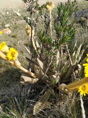 Espeletia congestiflora