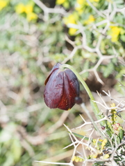 Fritillaria ehrhartii