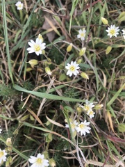 Cerastium ligusticum