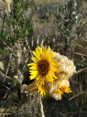 Espeletia congestiflora