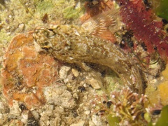Bellapiscis medius