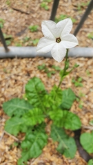 Nicotiana repanda