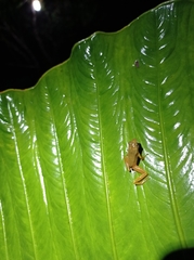 Chalcorana chalconota