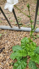 Nicotiana repanda