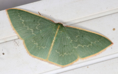 Chlorocoma melocrossa