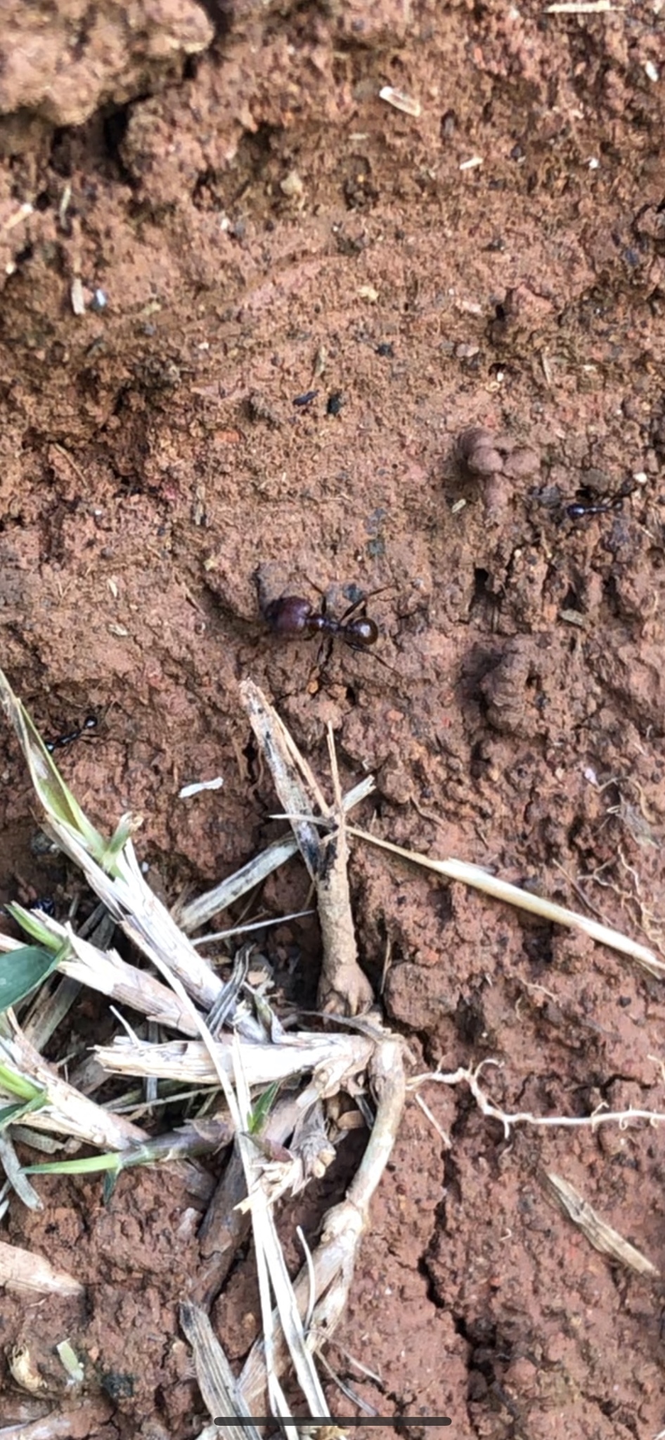 Pheidole jelskii