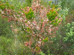 Erica fuscescens