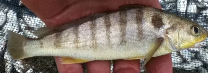 Maria-luísa (Paralonchurus brasiliensis) pescada na costa