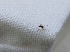 Araneae
