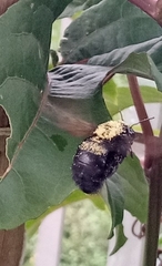 Xylocopa