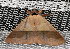 Ophyx ochroptera