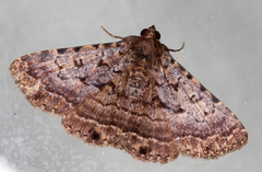 Diatenes aglossoides