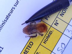 Bombus pascuorum