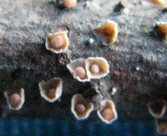 Corticium minnsiae