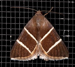 Grammodes justa