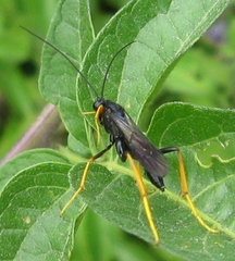 Exetastes suaveolens