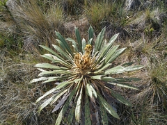 Espeletia guacharaca