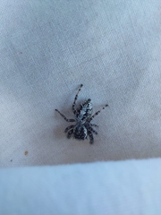 Phidippus asotus