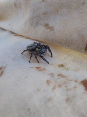 Phidippus asotus