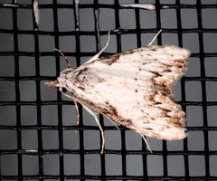 Nola pleurochorda