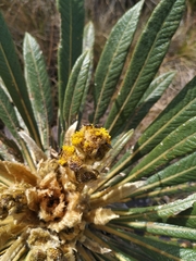 Espeletia guacharaca