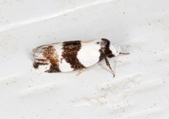 Zonopetala decisana
